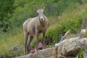 Naklejka na ściany i meble Big horn sheep in Glacier National Park. They are a species of sheep native to North America. The species is named for its large horns. A pair of horns might weigh up to 14 kg or 30 pounds.