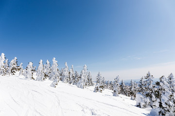 森吉阿仁スキー場　樹氷
