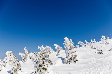 森吉阿仁スキー場　樹氷