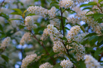 in spring the shrub blooms with white flowers