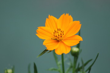 yellow flower on green background