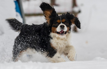 dog jumping in the snow