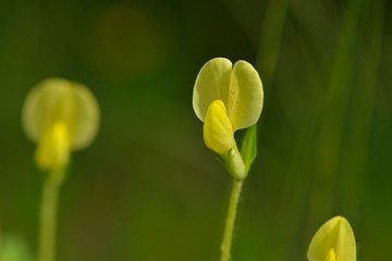 Spargelerbse (Lotus maritimus)