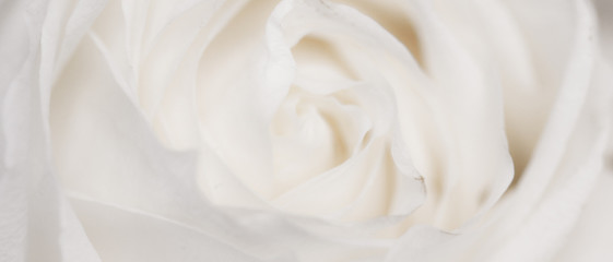 Blooming rose, close-up of garden flower in spring