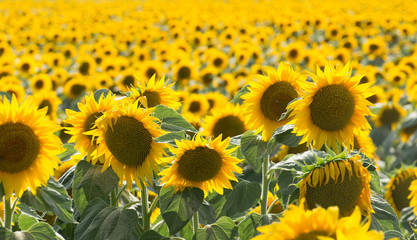 A beautiful field of sunflowers. The frame is completely filled with sunflowers. Close-up.