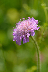 Blüte der Skabiose