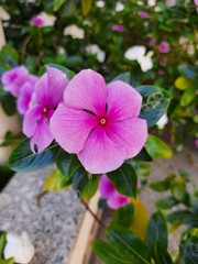Obraz premium purple flowers in the garden