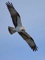 Osprey (Pandion haliaetus)