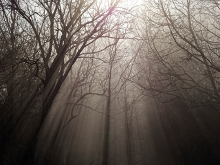 Misty Swedish nature