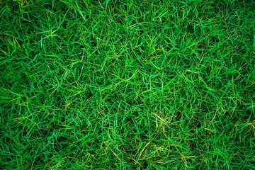 Green fresh nature grass texture top view