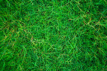 Green fresh nature grass texture top view