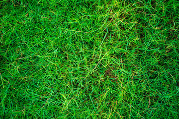 Green fresh nature grass texture top view