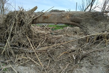 tree on the beach