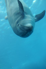 Fototapeta premium Dolphins swimming in aquarium pool