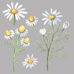 Watercolor similars with wild meadow chamomile with inflorescences and branches. Great for wallpaper, scrapbook paper, packaging, cards, souvenirs and design