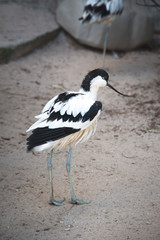 A young Pied Avocet, a black and white bird with upturned bill and long bluish legs