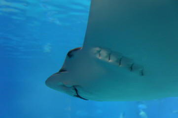 Rays swimming in blue aquarium