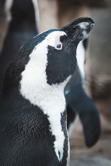 Types of Penguins: Head Profile of African Penguins or Cape Penguins