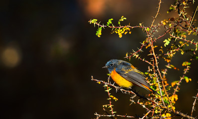 blue fronted flycatcher