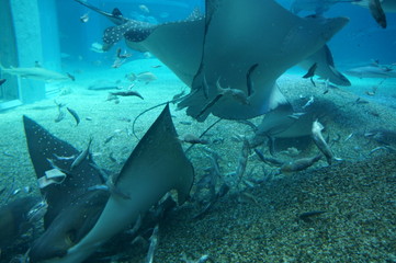 Obraz na płótnie Canvas Rays swimming in blue aquarium