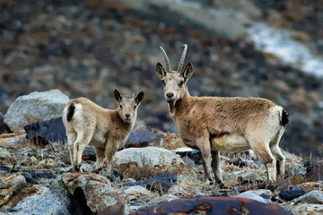 himalayan ibex