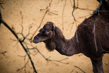 Portrait of a dark brown camel with sandy background