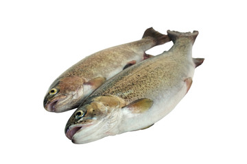 Two raw rainbow trout fish