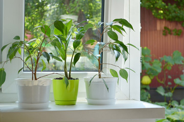 Green young houseplants flowers in the form of small trees, in white and green pots on a white windowsill in a light room, overlooking the garden and vegetable garden