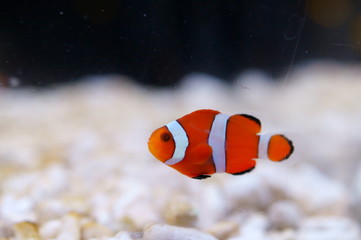 Fototapeta na wymiar Amphiprion clarkii yellowtail clownfish anemonefish