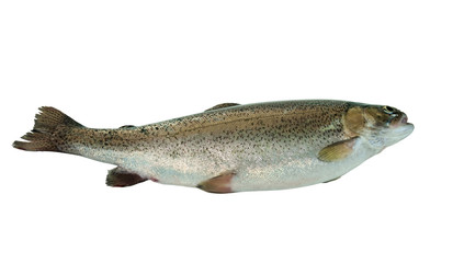 Trout fish isolated on white background