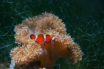 Naklejka na ściany i meble Amphiprion clarkii yellowtail clownfish anemonefish