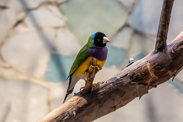 closeup of a gouldian finch looking at the camera in Frankfurt zoo, germany