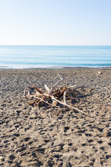 Fototapeta na wymiar Winter seaside scene in Tuscany with wooden logs on sandy beach, sunny weather and calm sea