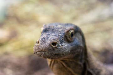 Fototapeta premium closeup of an iguana in zoo of Frankfurt, germany