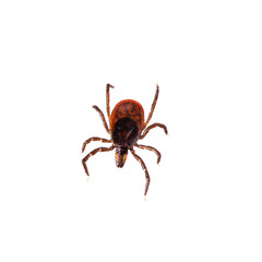 taiga tick isolated on white