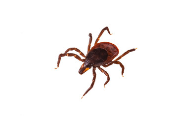 taiga tick isolated on white