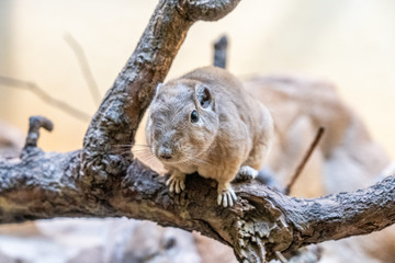 closeup of a gundi in the zoo of Frankfurt, germany