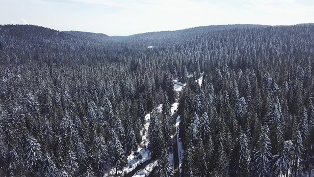 juste au dessus des sapins en Foret Noire - Allemagne