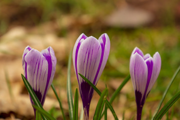 Obraz premium Die ersten Krokusse im frühern Frühling - Blumenlandschaft