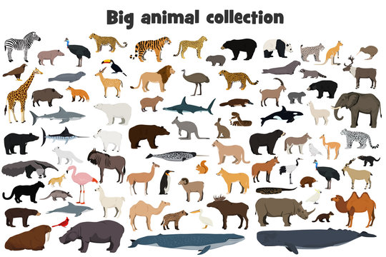 Big animal collection. Set of wild forest, arctic and antarctic, jungle, mountain, african, australian animals, marine mammals, birds, fish. Realistic animals. Stock vector illustration. 