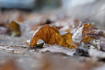 Dry leaves falling on the ground