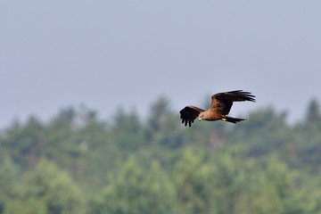 Schwarzmilan bei der Jagd	