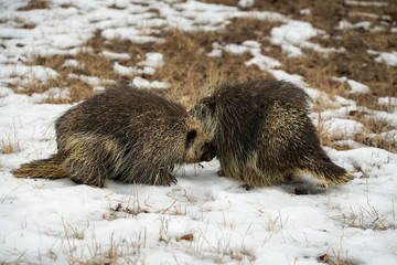 Porcupine pair