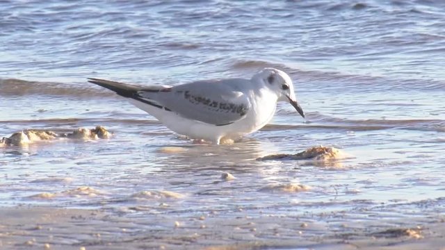 Bonaparte's gull dances on the beach to bring worms up from the sand