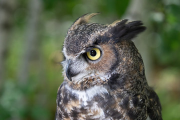 Grand Duc d'Amérique