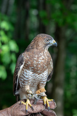 eagle perch on his trainer's glove
