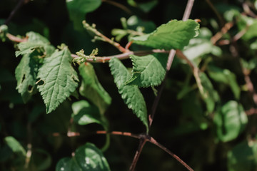 leaves of a tree