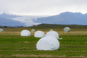 Bale of fodder grass wrapped in white plastic lying on the field in Iceland.