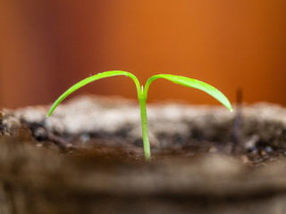 Young green sprout close -up. Seedling in an eco-friendly decomposable pot with copy space. The seeds rose in the spring in the sun. The concept of a new life. New planting season, plant breeding