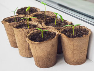 Seedlings in eco-friendly biodegradable peat pots. Many young sprouts sprang up in the spring at...